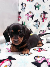 Load image into Gallery viewer, Waylon 💕 Mini Dachshund ☀️Male