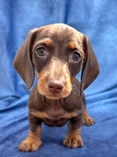 Load image into Gallery viewer, Harley 💕 Mini Dachshund ☀️Male
