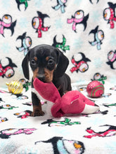 Load image into Gallery viewer, Taffy💕 Mini Dachshund ☀️Female