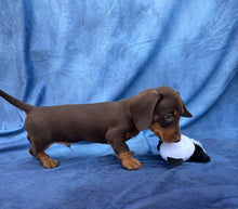 Load image into Gallery viewer, Harley 💕 Mini Dachshund ☀️Male