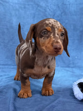 Load image into Gallery viewer, Elvis 💕 Mini Dachshund ☀️Male