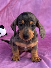Load image into Gallery viewer, Posey 💕 Mini Dachshund ☀️Female