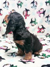 Load image into Gallery viewer, Winston 💕 Mini Dachshund ☀️Male