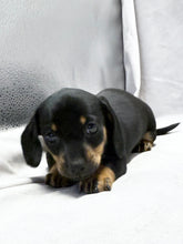 Load image into Gallery viewer, Breezy 💕 Mini Dachshund ☀️Female
