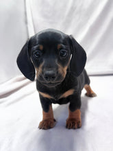 Load image into Gallery viewer, Scooter 💕 Mini Dachshund ☀️Male