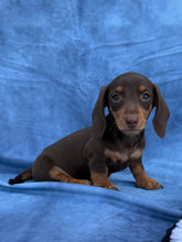 Load image into Gallery viewer, Waylon 💕 Mini Dachshund ☀️Male