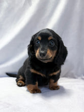 Load image into Gallery viewer, Wanda 💕 Mini Dachshund ☀️Female