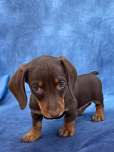 Load image into Gallery viewer, Harley 💕 Mini Dachshund ☀️Male