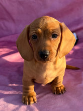 Load image into Gallery viewer, Lucy💕 Mini Dachshund ☀️Female