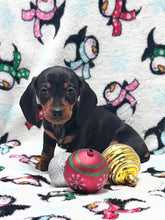 Load image into Gallery viewer, Taffy💕 Mini Dachshund ☀️Female