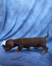 Load image into Gallery viewer, Harley 💕 Mini Dachshund ☀️Male