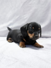 Load image into Gallery viewer, Breezy 💕 Mini Dachshund ☀️Female