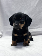 Load image into Gallery viewer, Breezy 💕 Mini Dachshund ☀️Female