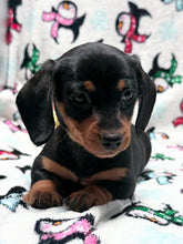 Load image into Gallery viewer, Waylon 💕 Mini Dachshund ☀️Male