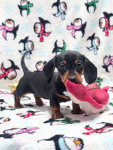 Load image into Gallery viewer, Taffy💕 Mini Dachshund ☀️Female