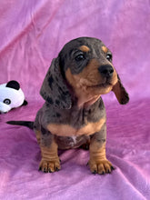 Load image into Gallery viewer, Posey 💕 Mini Dachshund ☀️Female