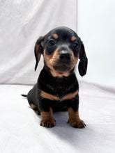Load image into Gallery viewer, Maverick 💕 Mini Dachshund ☀️Male