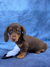 Load image into Gallery viewer, Waylon 💕 Mini Dachshund ☀️Male