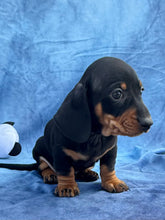 Load image into Gallery viewer, Tucker 💕 Mini Dachshund ☀️Male