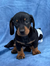 Load image into Gallery viewer, Tucker 💕 Mini Dachshund ☀️Male