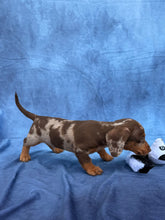 Load image into Gallery viewer, Elvis 💕 Mini Dachshund ☀️Male