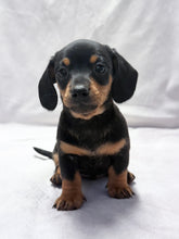 Load image into Gallery viewer, Maverick 💕 Mini Dachshund ☀️Male