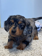 Load image into Gallery viewer, Wynona 🌻 mini Dachshund 💕 long haired 🥂 Female
