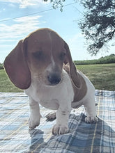 Load image into Gallery viewer, Daisy 💕 Mini Dachshund ☀️Female
