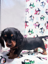 Load image into Gallery viewer, Winston 💕 Mini Dachshund ☀️Male
