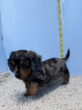 Load image into Gallery viewer, Wynona 🌻 mini Dachshund 💕 long haired 🥂 Female
