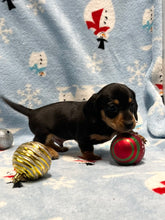 Load image into Gallery viewer, Cole 💕 Mini Dachshund 🥂 Male 🎄
