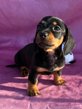Load image into Gallery viewer, Breezy 💕 Mini Dachshund ☀️Female
