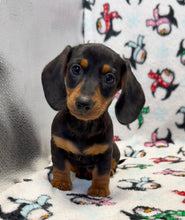 Load image into Gallery viewer, Denver 💕 Mini Dachshund 🥂 Male
