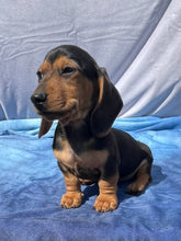 Load image into Gallery viewer, Cane ☀️ Mini Dachshund 🌻 Male
