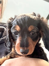 Load image into Gallery viewer, Love💕 Fluffy Mini Dachshund ☀️Female
