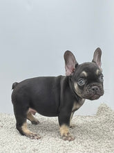 Load image into Gallery viewer, Hank 💕French Bulldog 💕Male
