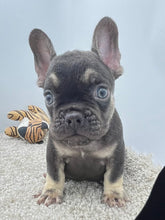 Load image into Gallery viewer, Hank 💕French Bulldog 💕Male
