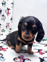 Load image into Gallery viewer, Winston 💕 Mini Dachshund ☀️Male
