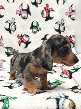 Load image into Gallery viewer, Dasher 💕 Mini Dachshund 🥂 Male 🎄
