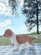 Load image into Gallery viewer, Isabelle 💕 Mini Dachshund ☀️Female
