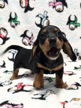 Load image into Gallery viewer, Linus 💕 Mini Dachshund 🥂 Male
