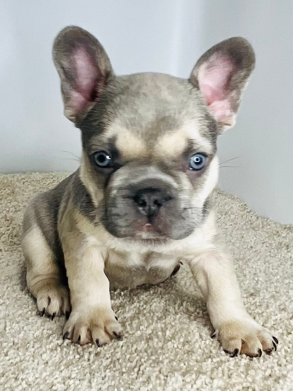 Turbo AKC French Bulldog – Champagne Puppies