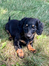 Load image into Gallery viewer, Faith 💕 Mini Dachshund 🌻 longhaired female
