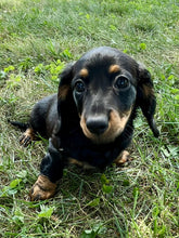 Load image into Gallery viewer, Luna 💕 Mini Dachshund 💕 longhaired female
