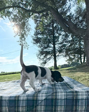 Load image into Gallery viewer, Roscoe 💕 Mini Dachshund ☀️Male
