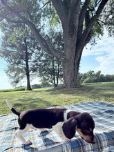 Load image into Gallery viewer, Conrad 💕 Mini Dachshund ☀️Male
