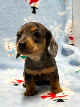 Load image into Gallery viewer, Nicholas 💕 Mini Dachshund 🥂 Male 🎄
