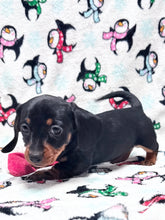 Load image into Gallery viewer, Joy 💕 Mini Dachshund ☀️Female
