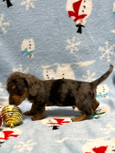 Load image into Gallery viewer, Nicholas 💕 Mini Dachshund 🥂 Male 🎄
