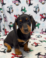 Load image into Gallery viewer, Austin 💕 Mini Dachshund 🥂 Male
